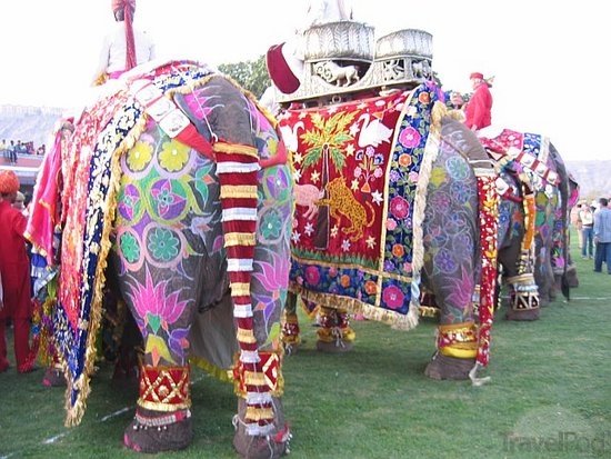 image-7827264-elephant-festival-night-before-holi-jaipur.jpg